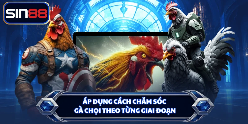 Áp dụng cách chăm sóc gà chọi theo từng giai đoạn