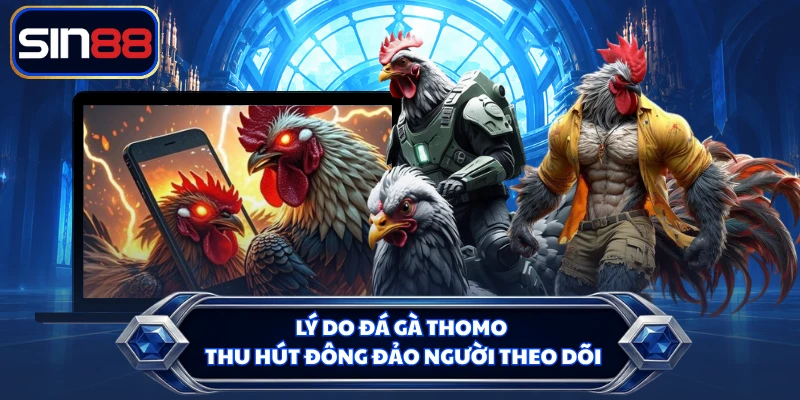 Lý do đá gà Thomo thu hút đông đảo người theo dõi