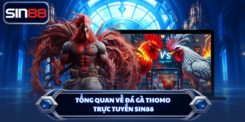 Tổng quan về đá gà Thomo trực tuyến SIN88